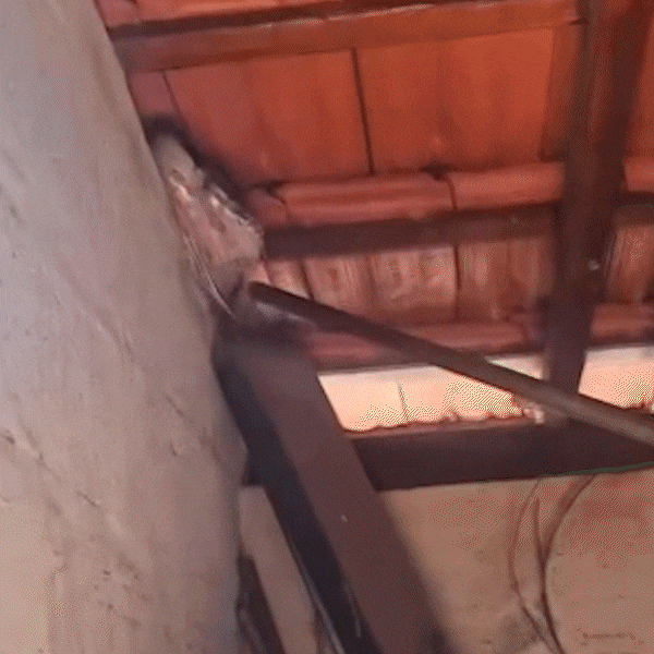 Jiboia de dois metros &eacute; capturada em telhado na Ch&aacute;cara das Mans&otilde;es