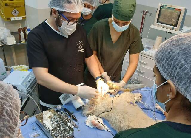 Cl&iacute;nica-escola abre agendamento para consultas veterin&aacute;rias