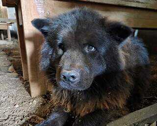 Cachorro &eacute; encontrado vivo dentro de bueiro e homem que resgatou procura dono