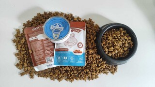 Pre&ccedil;o da ra&ccedil;&atilde;o dispara e tutores buscam alternativas para alimentar pets