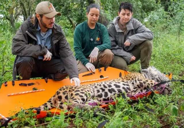 Neto de ca&ccedil;ador, Diego preferiu ser defensor das on&ccedil;as do Pantanal