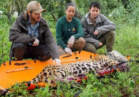 Neto de ca&ccedil;ador, Diego preferiu ser defensor das on&ccedil;as do Pantanal