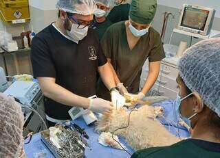 Clínica-escola abre agendamento para consultas veterinárias Clínica-escola abre agendamento para consultas veterinárias