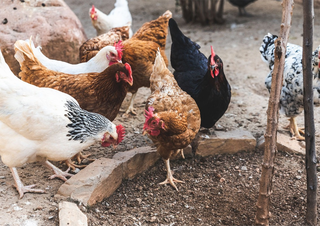 Minist&eacute;rio prorroga por mais 180 dias estado de emerg&ecirc;ncia por gripe avi&aacute;ria