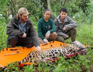 Neto de ca&ccedil;ador, Diego preferiu ser defensor das on&ccedil;as do Pantanal