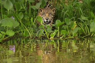 Convivência entre onças e humanos tem limites, explica pesquisadora Convivência entre onças e humanos tem limites, explica pesquisadora