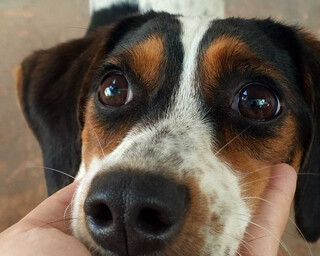 Cadela de suporte emocional para menino autista desaparece no Bairro Tiradentes Cadela de suporte emocional para menino autista desaparece no Bairro Tiradentes