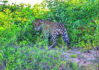 Neto de ca&ccedil;ador, Diego preferiu ser defensor das on&ccedil;as do Pantanal