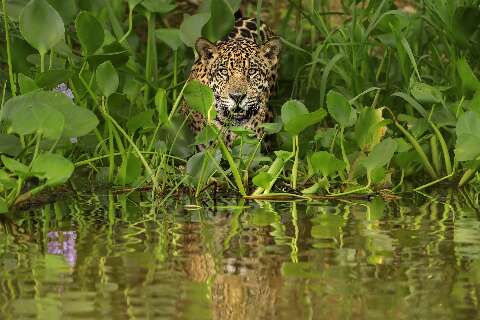 On&ccedil;as e humanos podem coexistir, mas conviv&ecirc;ncia tem limites, diz pesquisadora