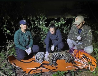 Neto de ca&ccedil;ador, Diego preferiu ser defensor das on&ccedil;as do Pantanal