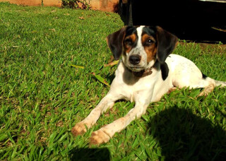 Cadela de suporte emocional para menino autista desaparece no Bairro Tiradentes Cadela de suporte emocional para menino autista desaparece no Bairro Tiradentes