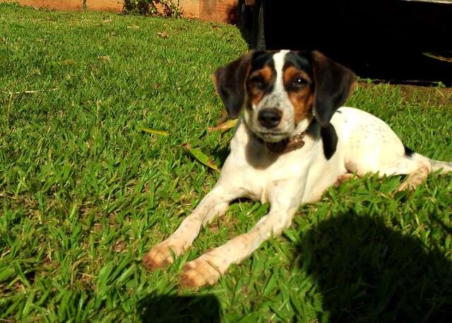 Cadela de suporte emocional para menino autista desaparece no Bairro Tiradentes