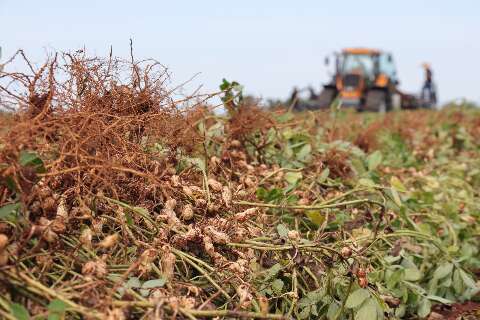 Empresa recebe isen&ccedil;&atilde;o fiscal para implementar 1&ordf; ind&uacute;stria de amendoim em MS