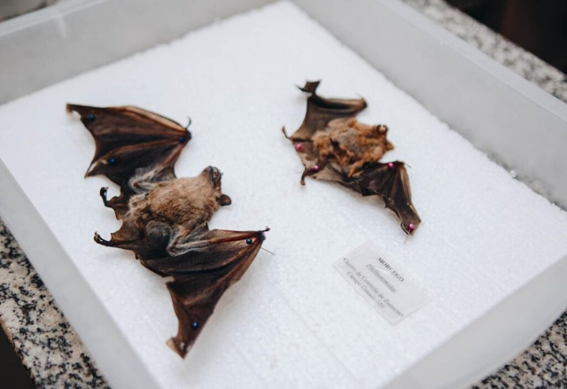 Campo Grande confirma 4&ordm; caso de morcego com raiva em 2026