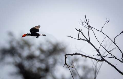 Atlas lan&ccedil;ado na COP15 mostra rotas de aves amea&ccedil;adas nas Am&eacute;ricas
