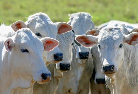 Governo amplia acesso ao cr&eacute;dito rural para melhorar gen&eacute;tica de rebanhos