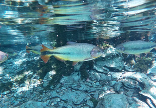 Diversidade de peixes se concentra onde impacto humano cresce, mostra estudo Diversidade de peixes se concentra onde impacto humano cresce, mostra estudo