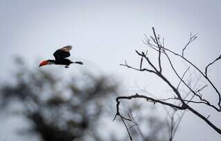 Atlas lan&ccedil;ado na COP15 mostra rotas de aves amea&ccedil;adas nas Am&eacute;ricas