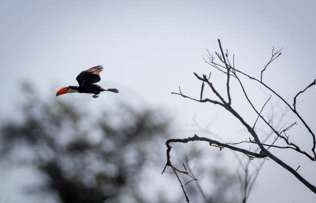 Atlas lan&ccedil;ado na COP15 mostra rotas de aves amea&ccedil;adas nas Am&eacute;ricas