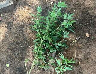 Abordagem que terminou com morte come&ccedil;ou ap&oacute;s policiais verem p&eacute;s de maconha