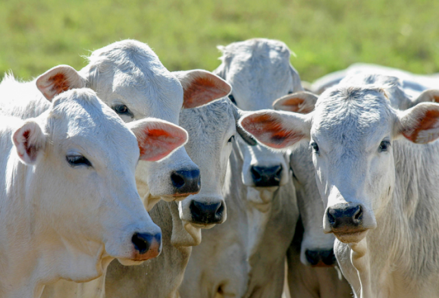 Governo amplia acesso ao cr&eacute;dito rural para melhorar gen&eacute;tica de rebanhos