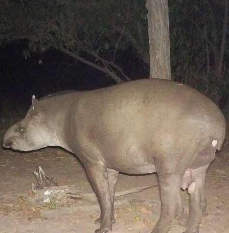 No Pantanal, Cuzinho ficou famoso por um detalhe gen&eacute;tico