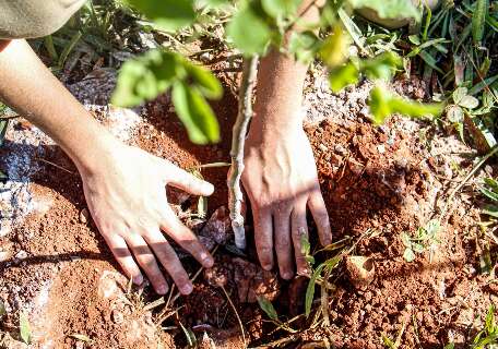 Com plantio de 250 mudas, pra&ccedil;a passa a se chamar Bosque da COP15
