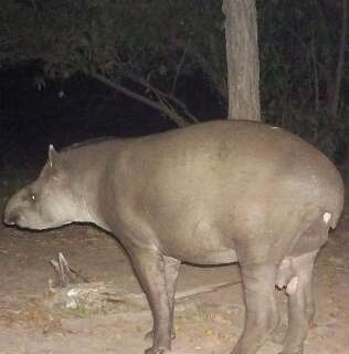 No Pantanal, Cuzinho ficou famoso por um detalhe gen&eacute;tico
