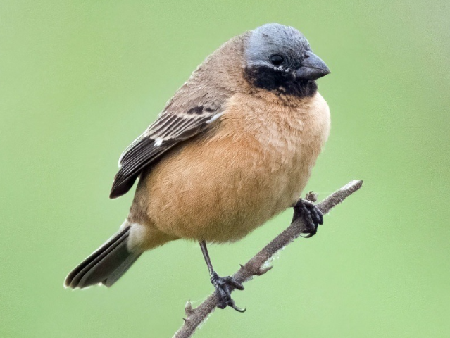 Caboclinho-do-pantanal e pintado ganham prote&ccedil;&atilde;o internacional