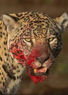 On&ccedil;a-pintada Aracy aparece com a boca ensaguentada ap&oacute;s banquete no Pantanal