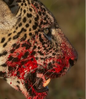 Onça-pintada Aracy aparece com a boca ensaguentada após banquete no Pantanal Onça-pintada Aracy aparece com a boca ensaguentada após banquete no Pantanal