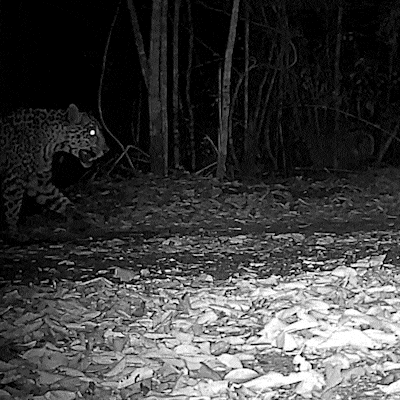 On&ccedil;as m&atilde;es &ldquo;miam&rdquo; para filhotes e revelam comunica&ccedil;&atilde;o in&eacute;dita, diz estudo