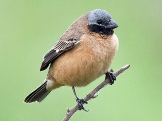 Caboclinho-do-pantanal e pintado ganham prote&ccedil;&atilde;o internacional