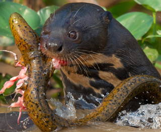 Você acredita que a COP15 vai gerar mudanças reais na proteção dos animais? Você acredita que a COP15 vai gerar mudanças reais na proteção dos animais?