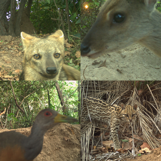 Animais silvestres interagem com a c&acirc;mera e roubam a cena