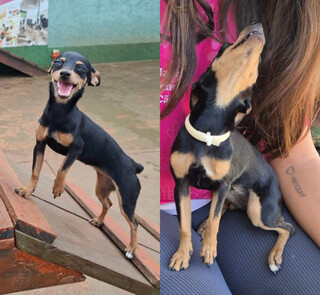 Dona Moela tem pata calcificada, pula de dor e precisa de ajuda Dona Moela tem pata calcificada, pula de dor e precisa de ajuda