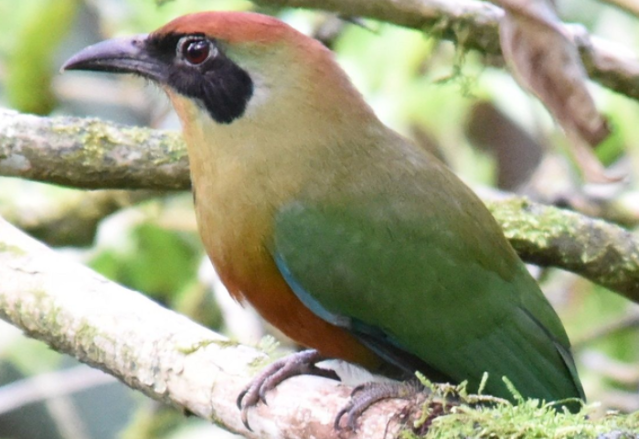 Governo sanciona lei que torna juruva s&iacute;mbolo da Mata Atl&acirc;ntica