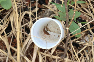 Jardim confirma 1&ordf; morte por chikungunya e MS soma 7 &oacute;bitos no ano