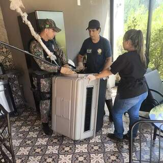 Macaco-prego invade cozinha de condom&iacute;nio no Parque dos Poderes