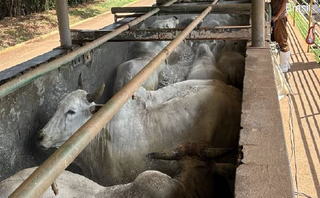 Antes de "calote", frigor&iacute;fico turbinou capital social em R$&nbsp;30 milh&otilde;es 