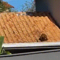 Macaco-prego invade cozinha de casa em condom&iacute;nio no Parque dos Poderes