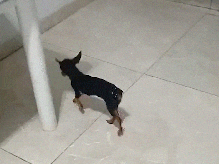 Dona Moela tem pata calcificada, pula de dor e precisa de ajuda