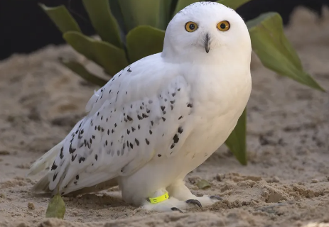 Coruja de &ldquo;Harry Potter&rdquo; entra em lista de prote&ccedil;&atilde;o global durante COP15