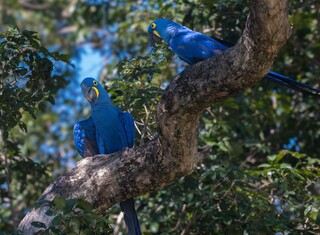 Observadores de aves de 8 países visitam o Pantanal no encerramento da COP15 Observadores de aves de 8 países visitam o Pantanal no encerramento da COP15