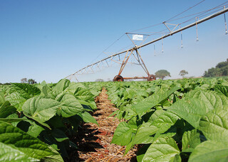 Inovação no campo aumenta produção de feijão sem ampliar área plantada Inovação no campo aumenta produção de feijão sem ampliar área plantada
