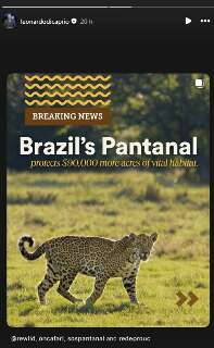 Leonardo DiCaprio comemora boa not&iacute;cia para o Pantanal