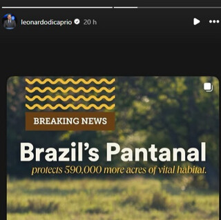 Leonardo DiCaprio comemora boa not&iacute;cia para o Pantanal