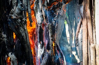 &Aacute;rvore vista como problema &eacute; incendiada pela 3&ordf; vez no Jardim Am&eacute;rica