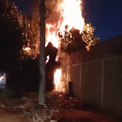 &Aacute;rvore vista como problema &eacute; incendiada pela 3&ordf; vez no Jardim Am&eacute;rica