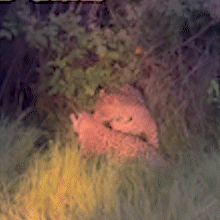 &ldquo;Surub&atilde;o&rdquo; no Pantanal! 6 on&ccedil;as no rito do acasalamento s&atilde;o vistas em saf&aacute;ri